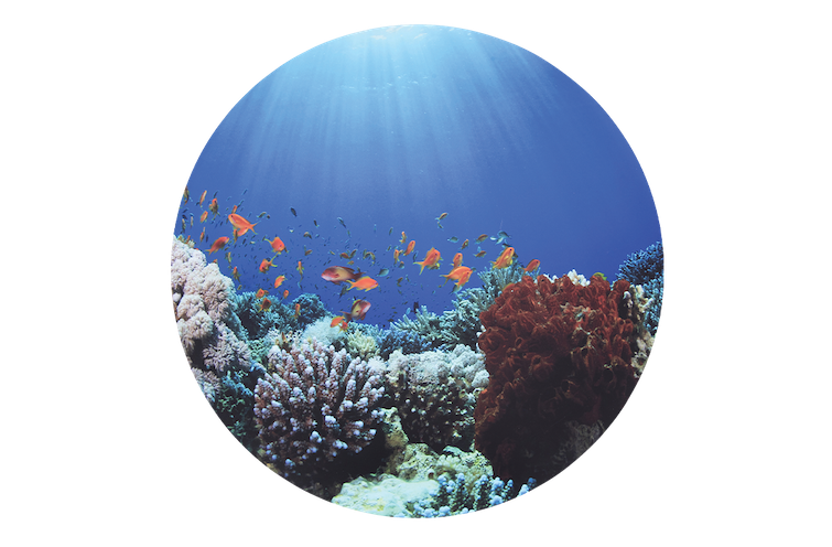 Under The Sea Discovery Playmat