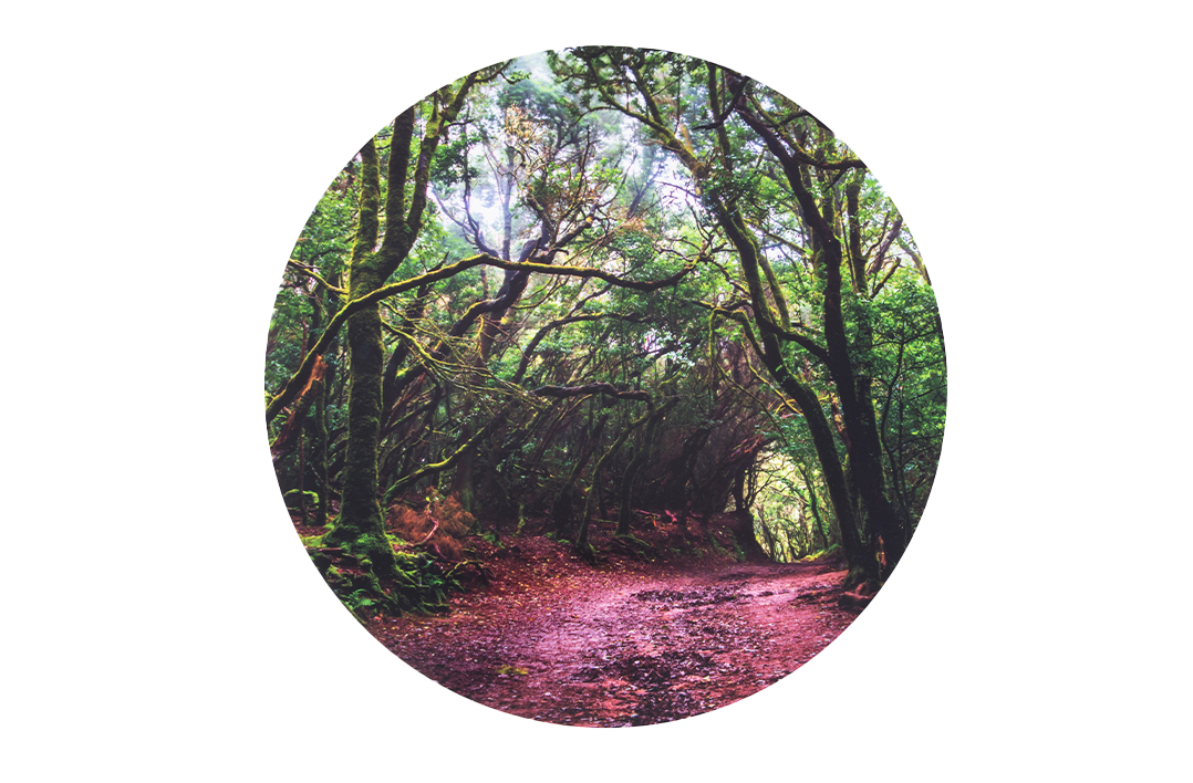 Forest Discovery Playmat