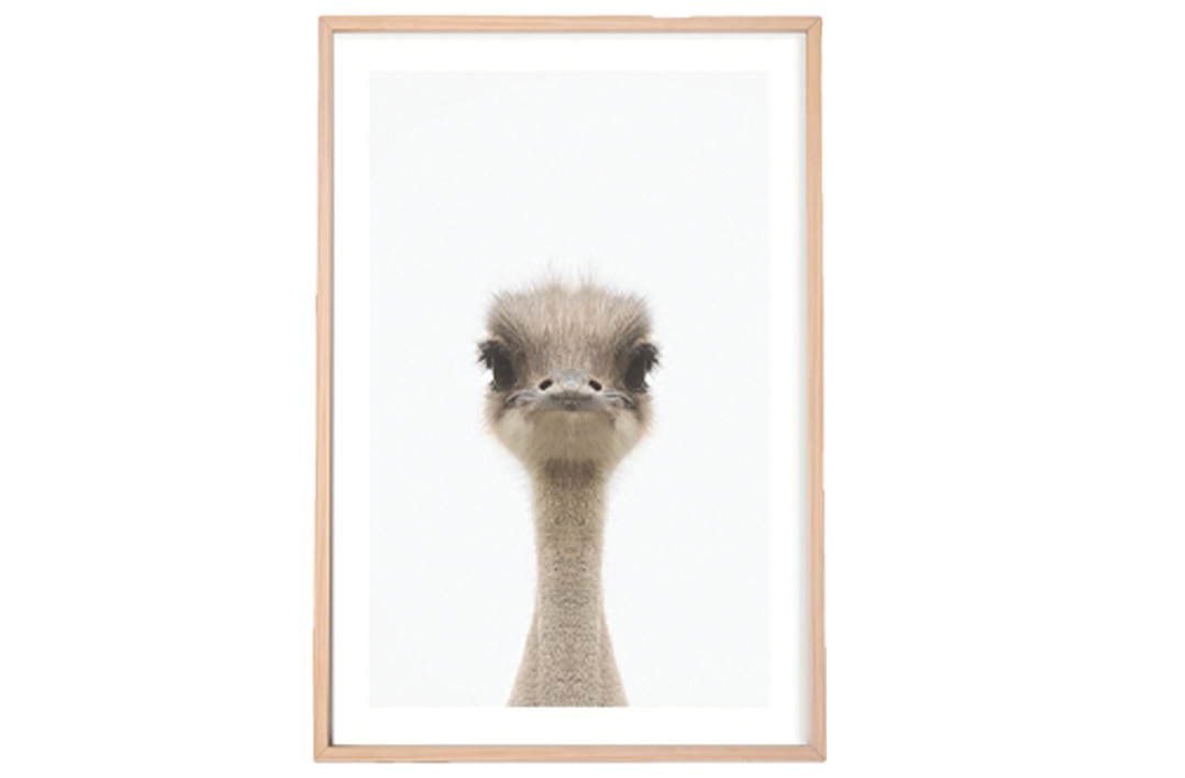 Baby Emu Framed Print