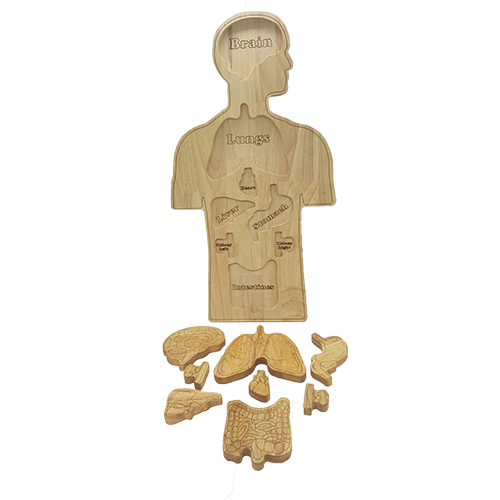 Anatomy Puzzle