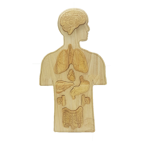 Anatomy Puzzle