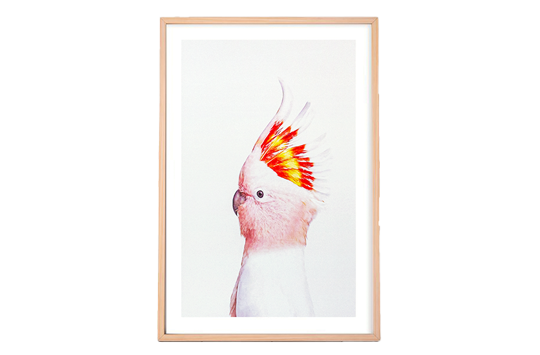 Baby Cockatoo Framed Print