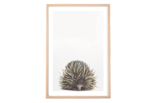 Baby Echidna Framed Print