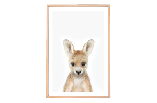 Baby Kangaroo Framed Print