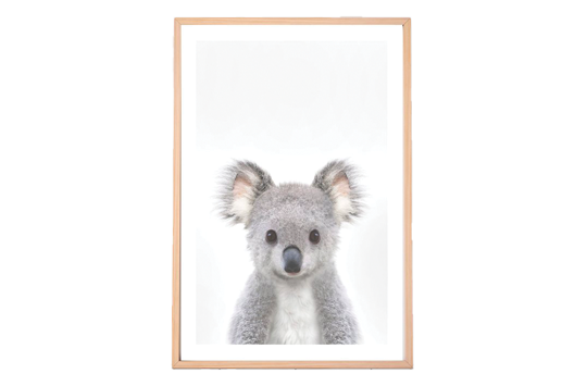 Baby Koala Framed Print